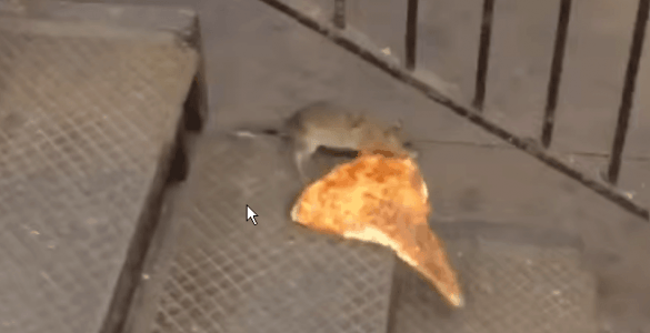 עכבר אוכל פיצה