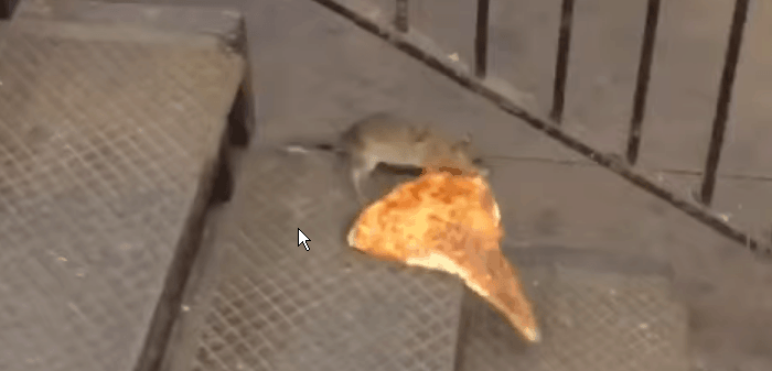 עכבר אוכל פיצה